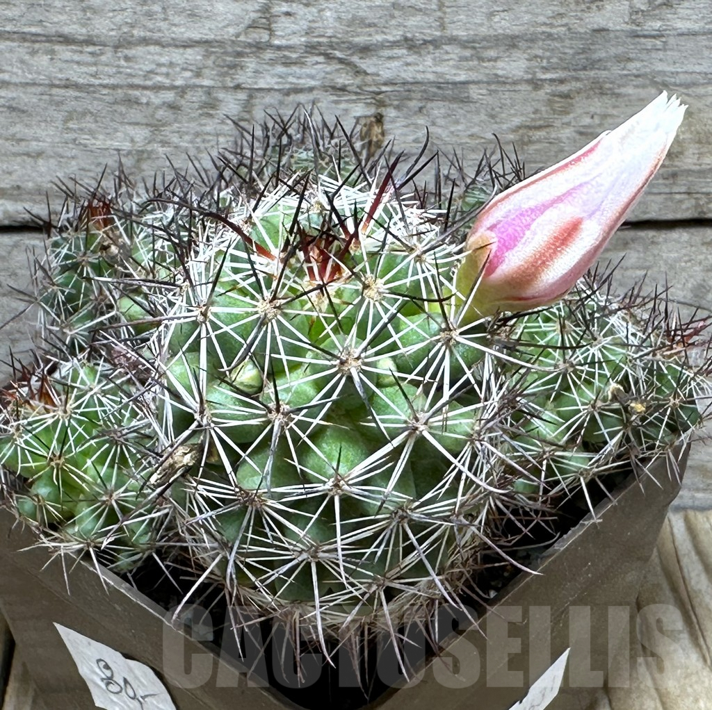 SHPR31631 Mammillaria louisae