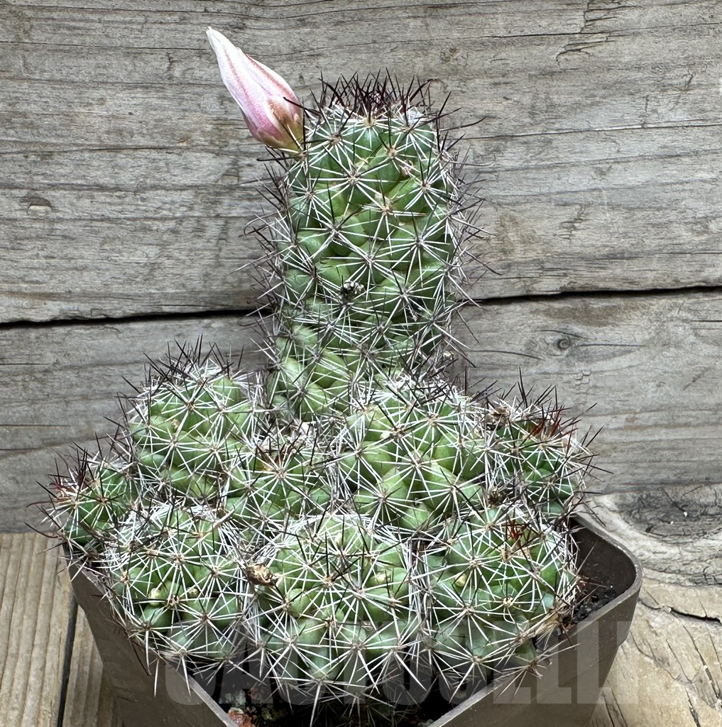 SHPR31631 Mammillaria louisae - Зображення 2