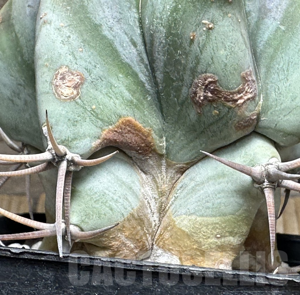 SHPR31633 Echinocactus platyacanthus - Imagen 3