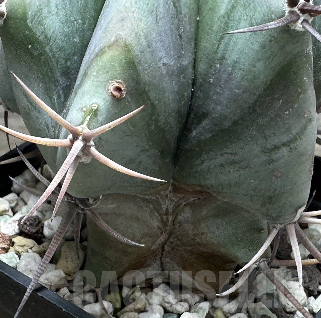 SHPR31633 Echinocactus platyacanthus - Imagen 2