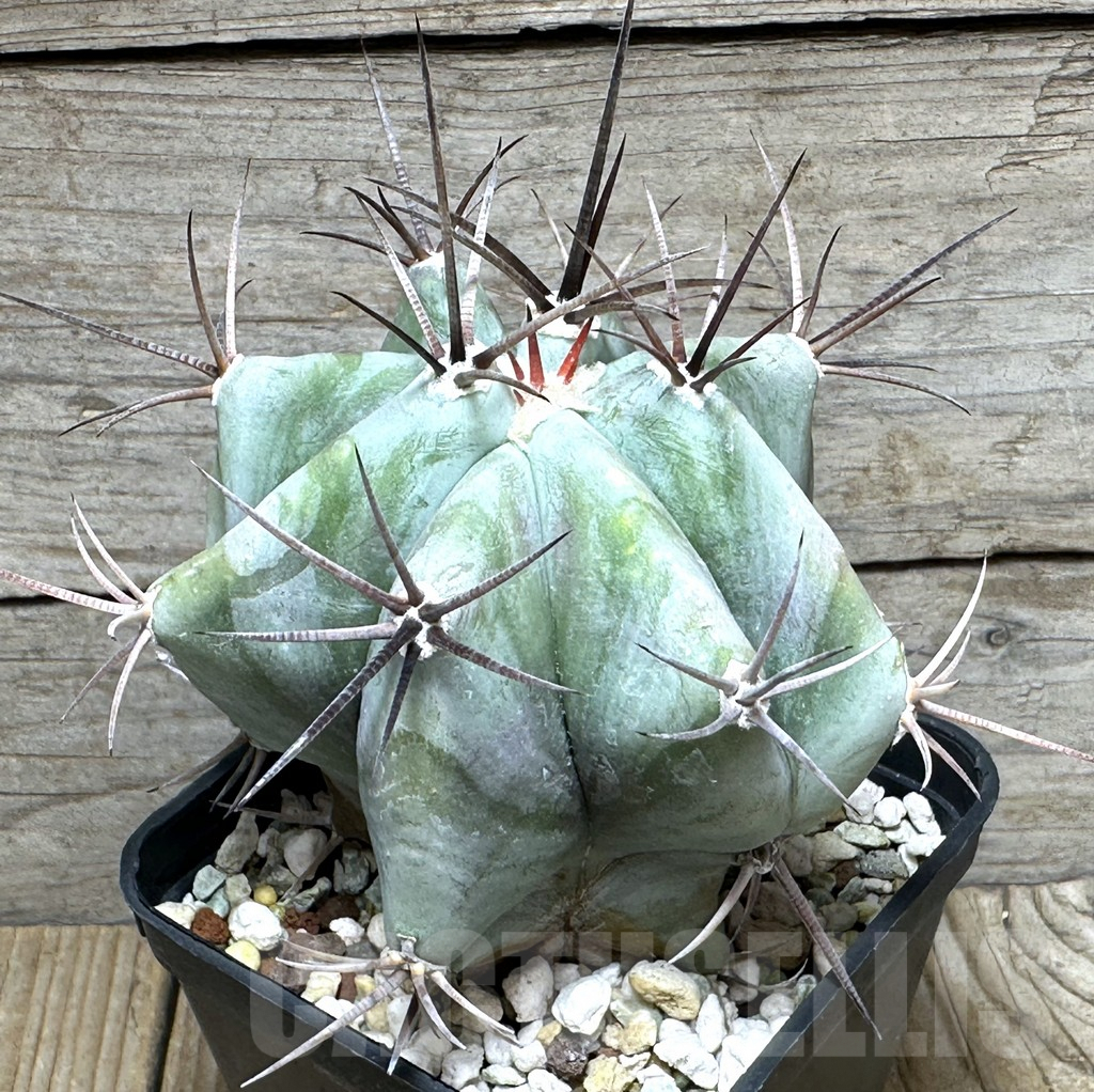SHPR31633 Echinocactus platyacanthus