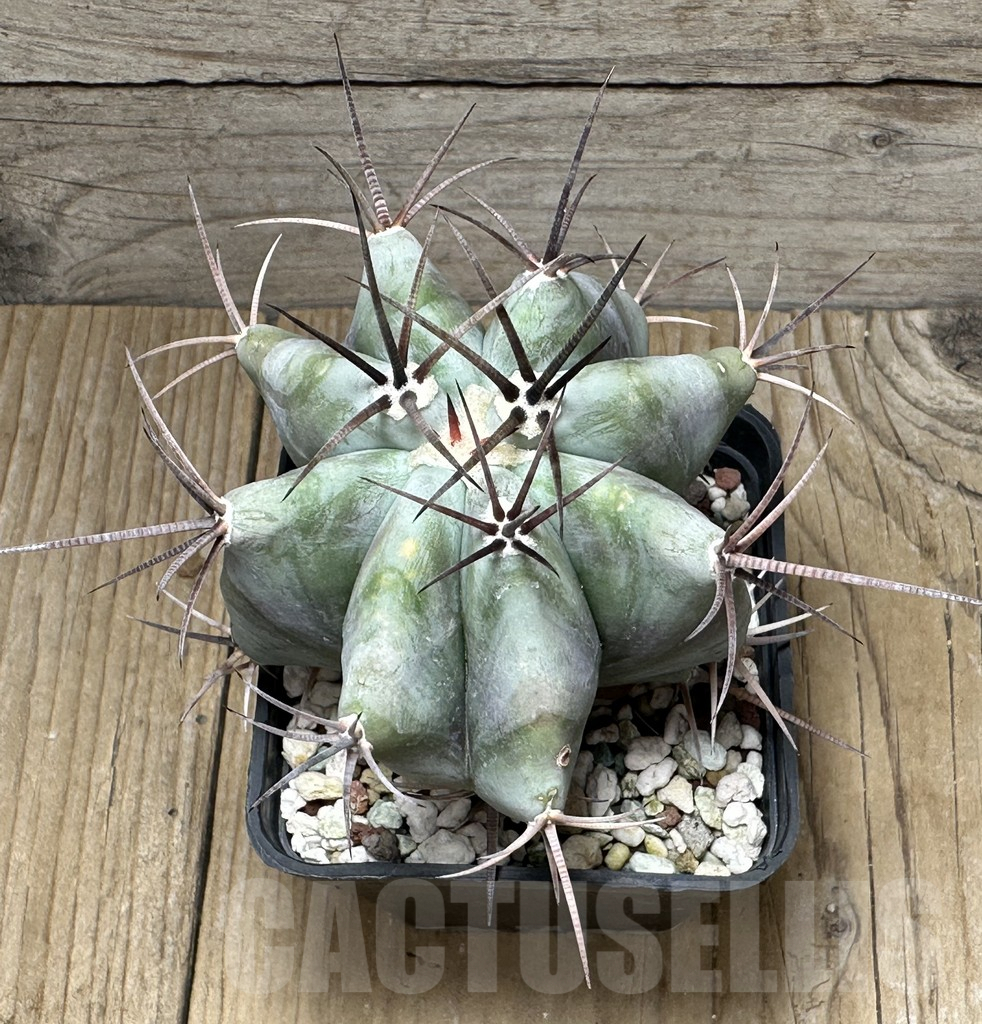 SHPR31633 Echinocactus platyacanthus - Imagen 4