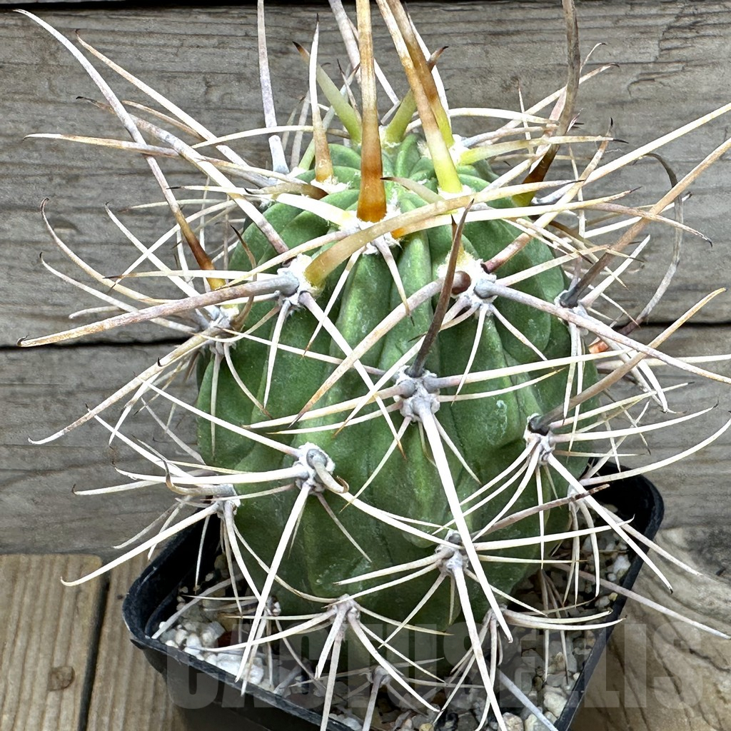 SHPR31634 Lobivia ferox