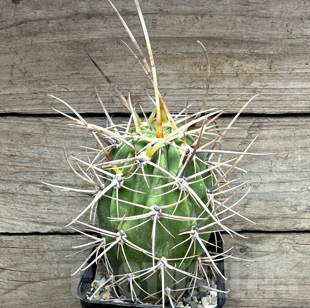 SHPR31634 Lobivia ferox – Image 2