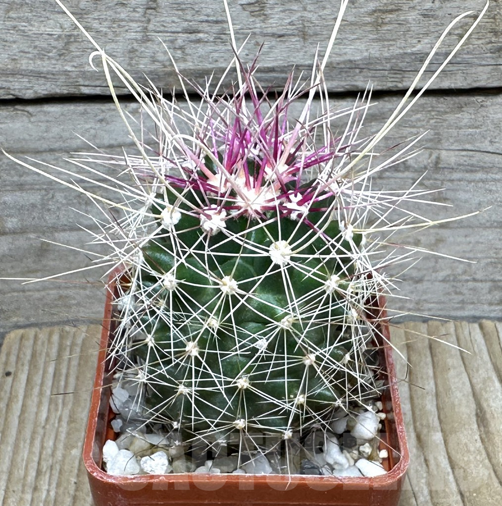 SHPR31636 Ferocactus longihamatus GL150