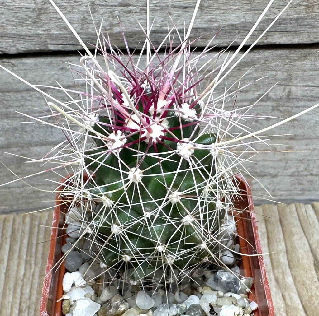 SHPR31637 Ferocactus longihamatus GL150