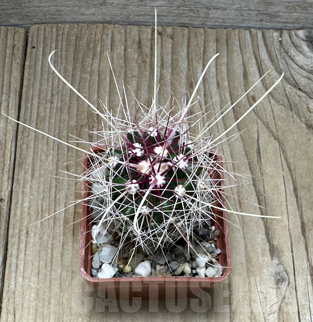 SHPR31637 Ferocactus longihamatus GL150 – Image 2