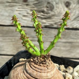 SHPR29749 Euphorbia decidua ES10264 – Cactus-online