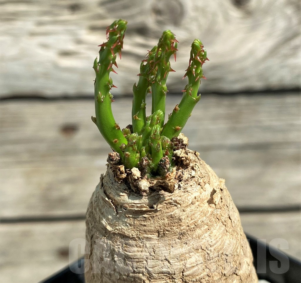 羅本製所 ROBIN miniart Euphorbia decidua 羅本製所 ROBIN miniart Euphorbia decidua