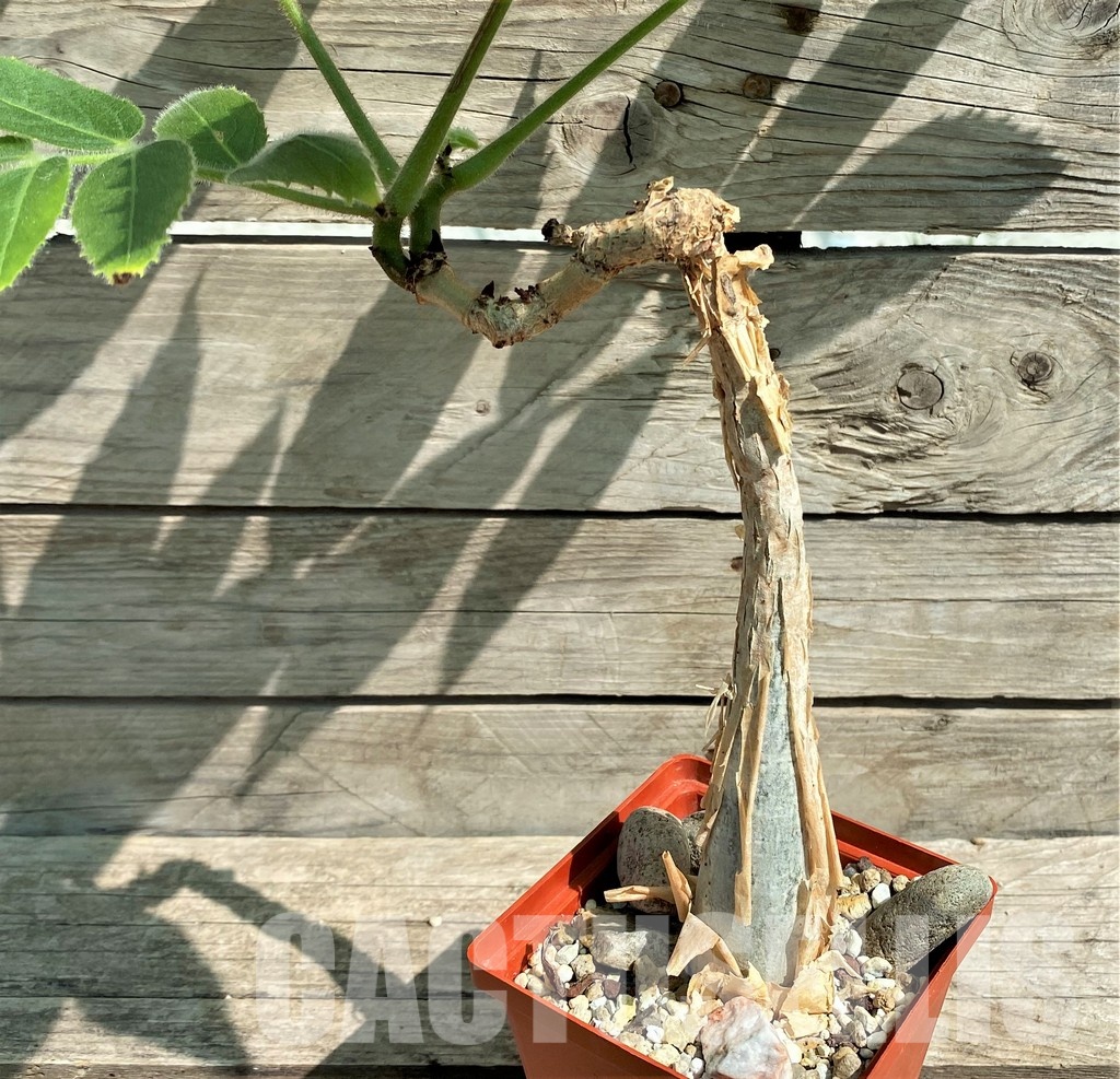 SHPR29755 Cyphostemma sakalava -Madagascar- - Image 2