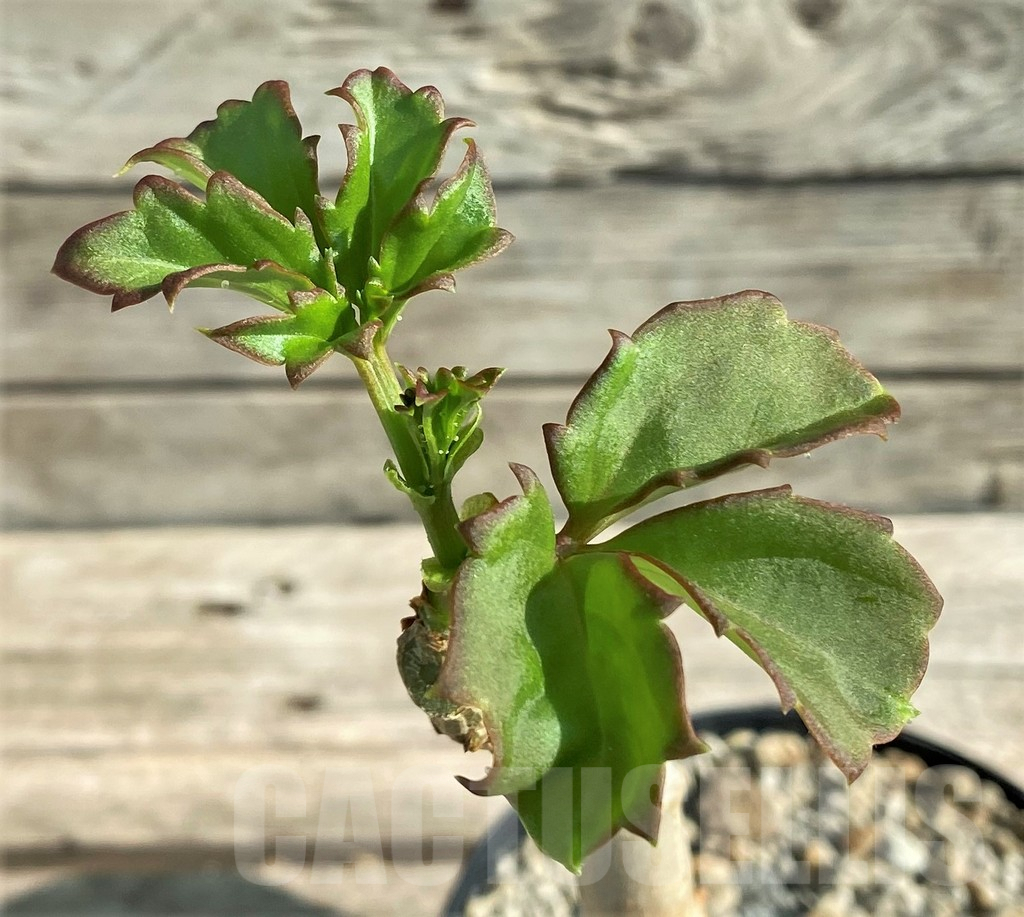 SHPR29812 Cyphostemma aff. quinatum RM582