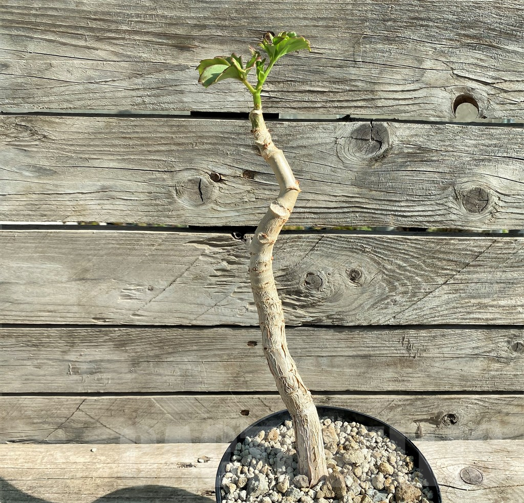 SHPR29812 Cyphostemma aff. quinatum RM582 - 画像 (2)