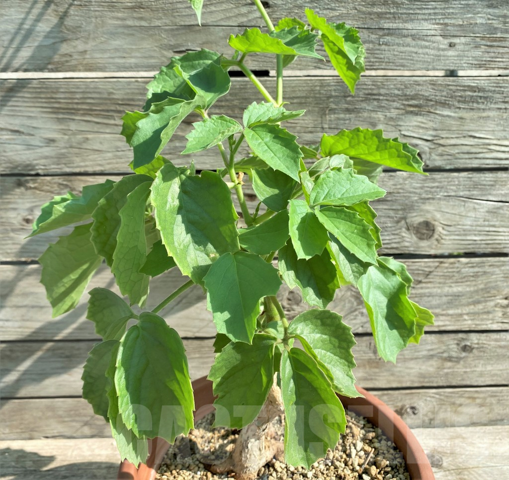 SHPR29811 Cyphostemma aff. quinatum RM582 - 画像 (2)