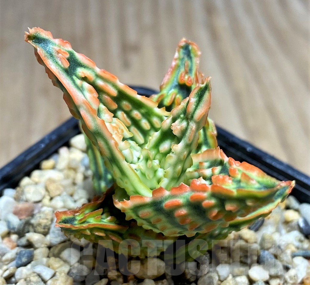 SHPR29813 Aloe TCT hybrid
