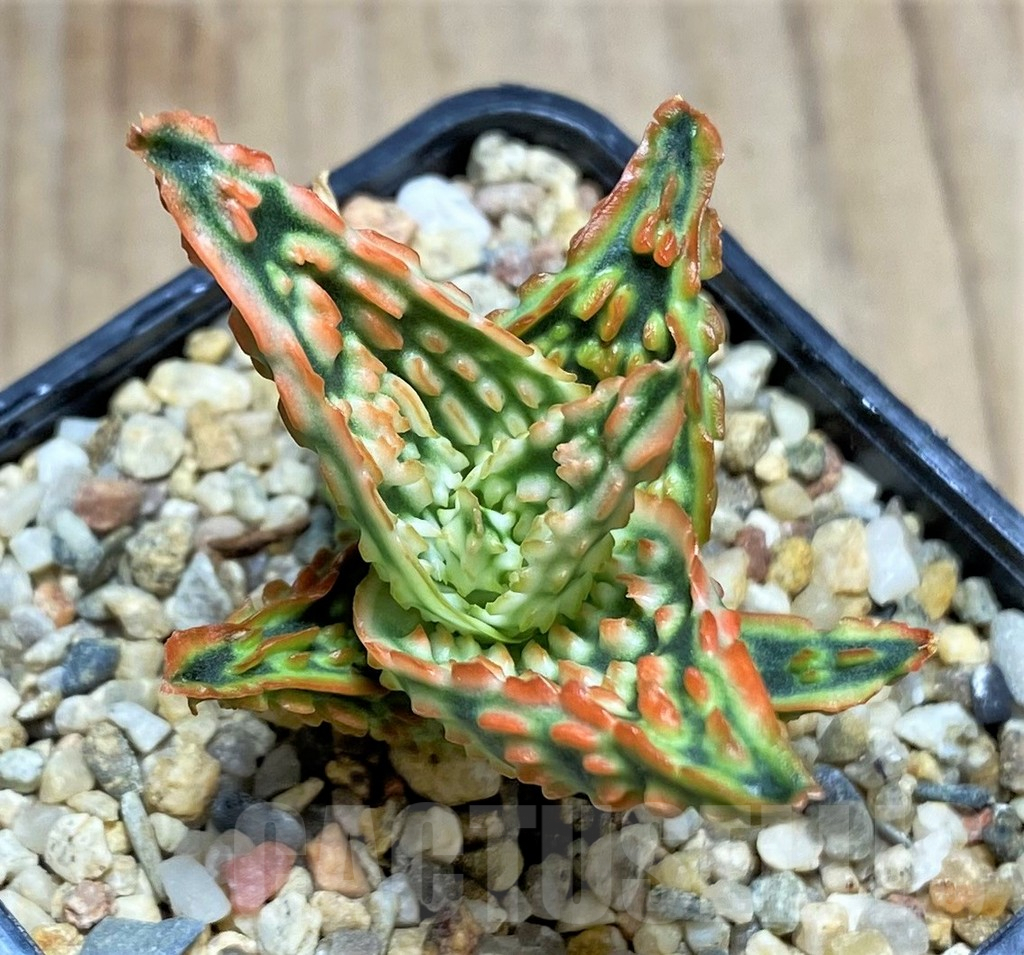 SHPR29813 Aloe TCT hybrid - Obrázek 2