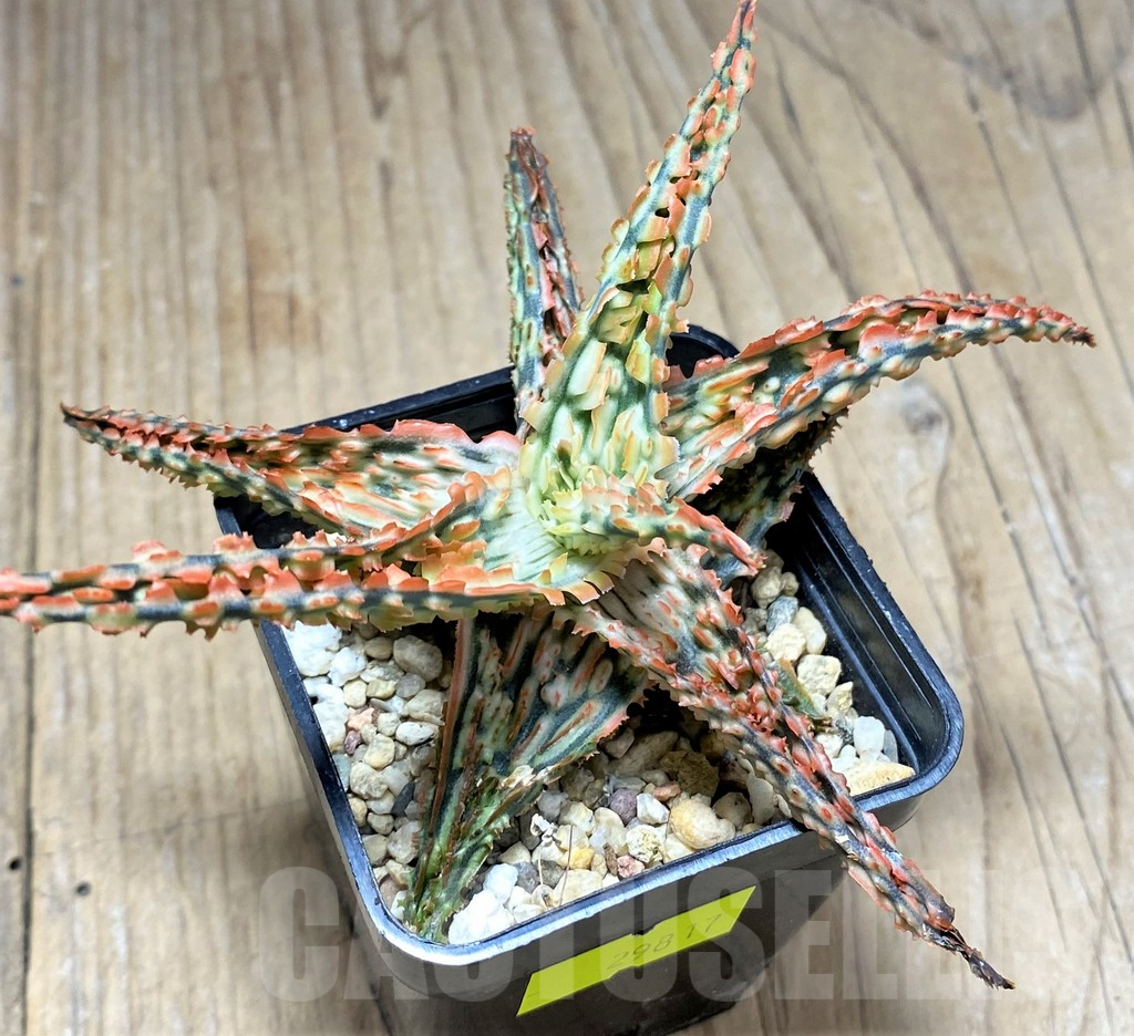 SHPR29817 Aloe TCT hybrid – Image 2
