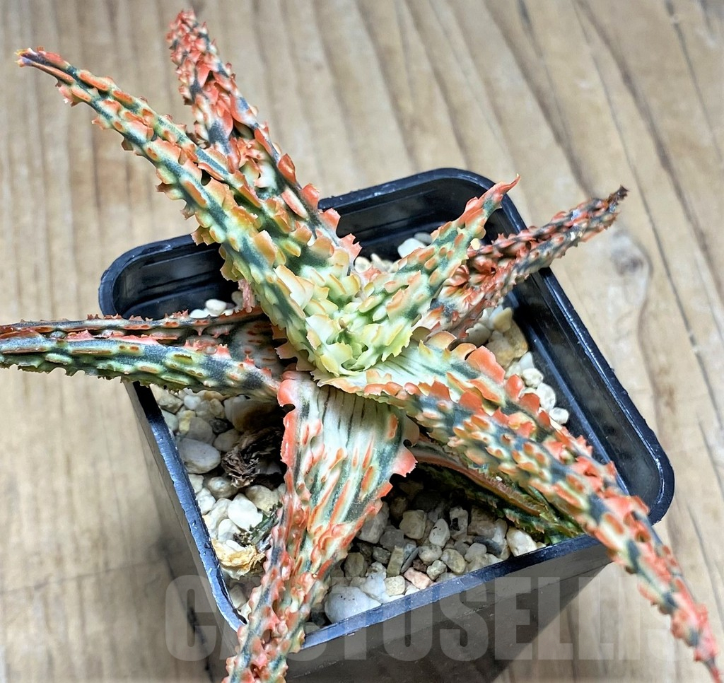 SHPR29817 Aloe TCT hybrid