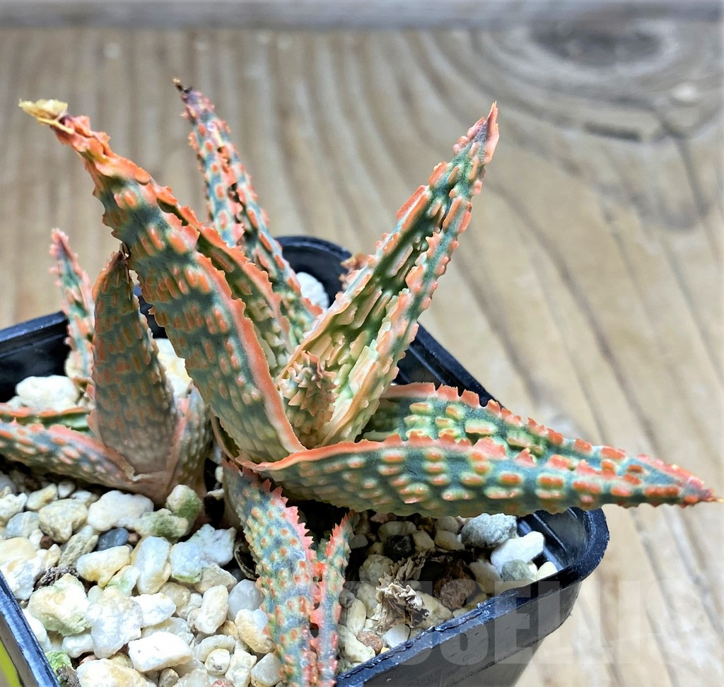 SHPR29818 Aloe hybrid