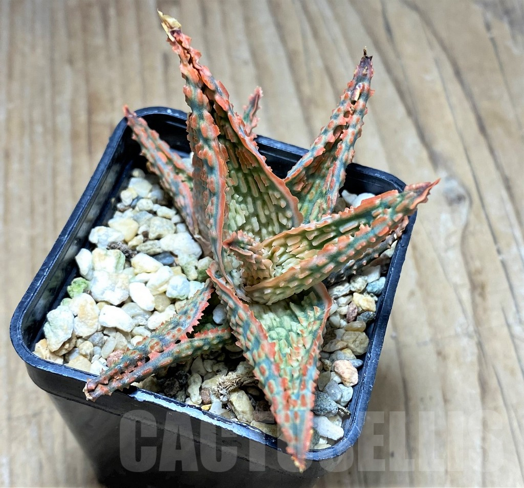 SHPR29818 Aloe hybrid - Image 2