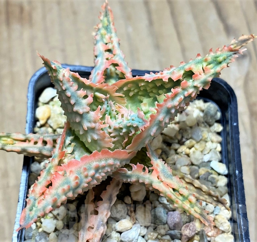 SHPR29819 Aloe TCT hybrid - immagine 2