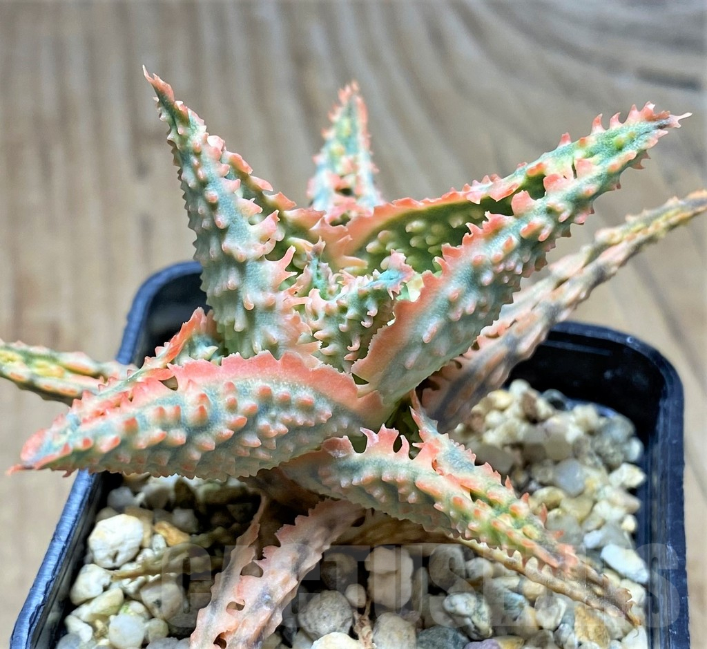 SHPR29819 Aloe TCT hybrid