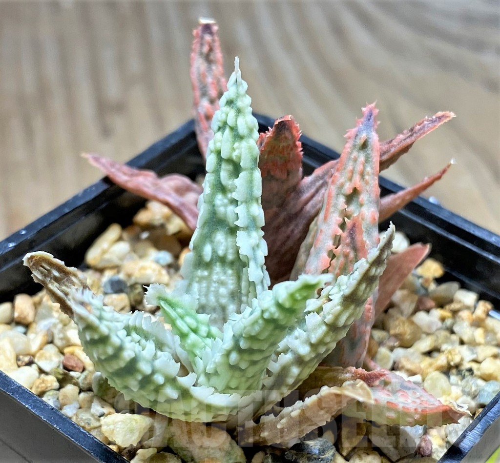 SHPR29820 Aloe hybrid mix