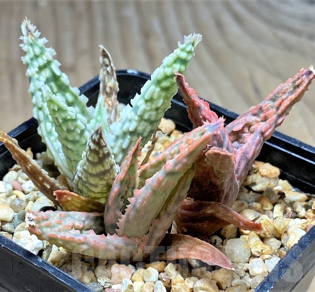 SHPR29820 Aloe hybrid mix - Image 2