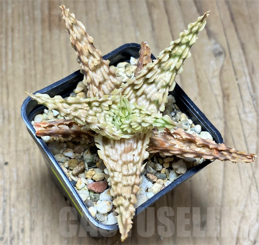 SHPR29821 Aloe TCT hybrid - immagine 2