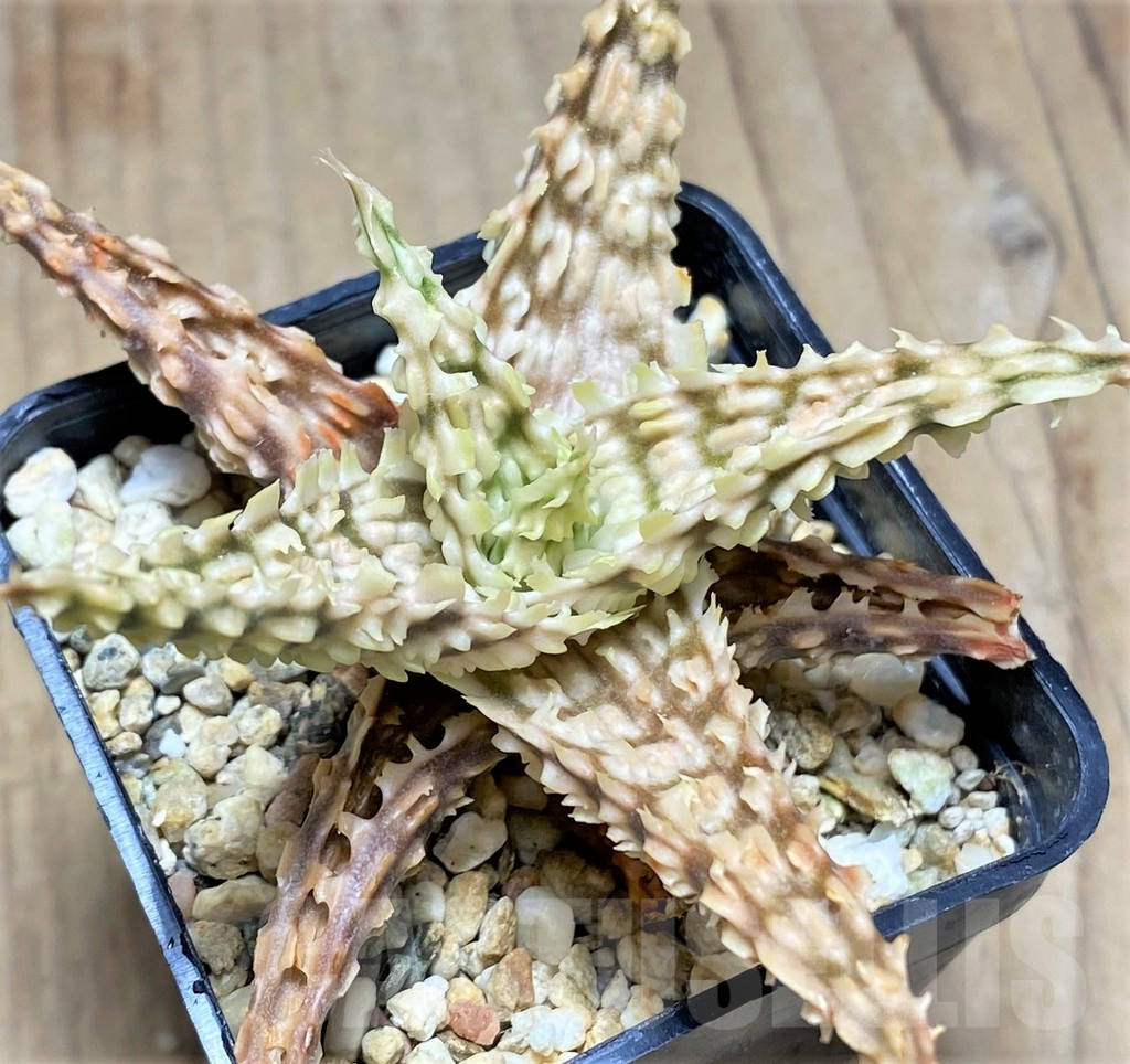 SHPR29821 Aloe TCT hybrid