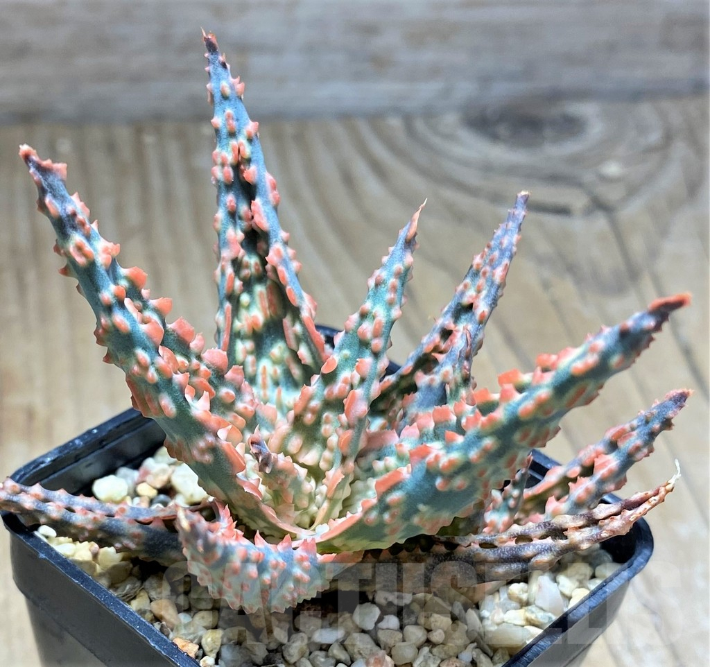 SHPR29824 Aloe TCT hybrid