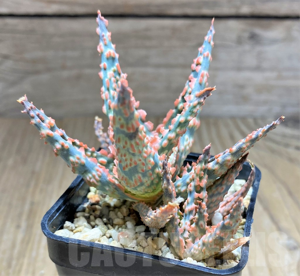 SHPR29824 Aloe TCT hybrid - Obrázek 3