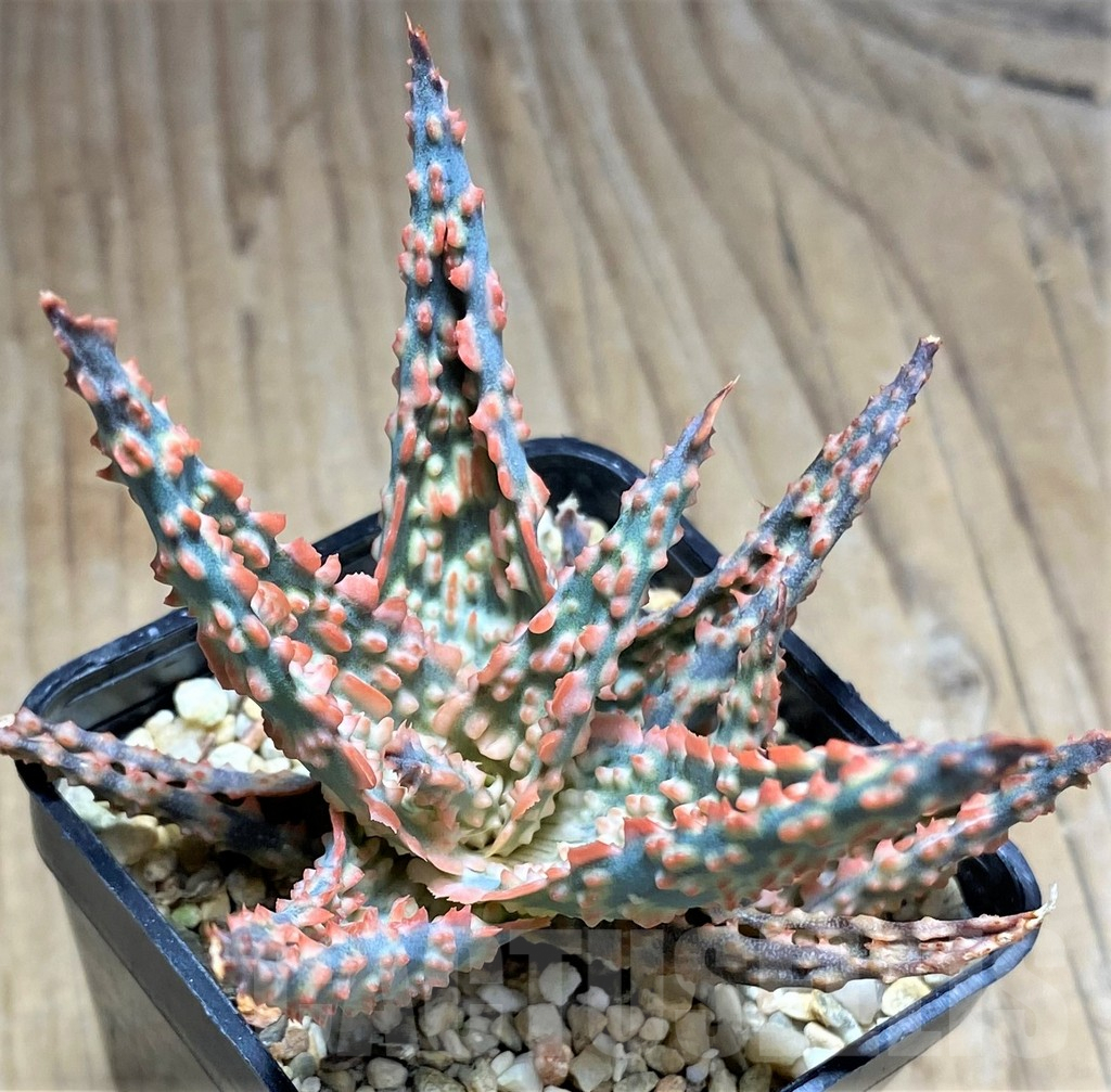 SHPR29824 Aloe TCT hybrid - Obrázek 2