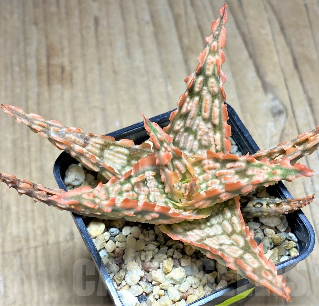 SHPR29825 Aloe TCT hybrid - Obrázek 2