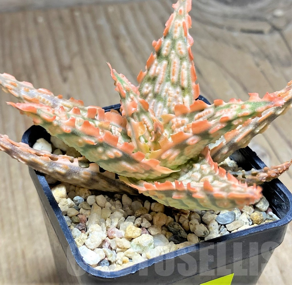 SHPR29825 Aloe TCT hybrid
