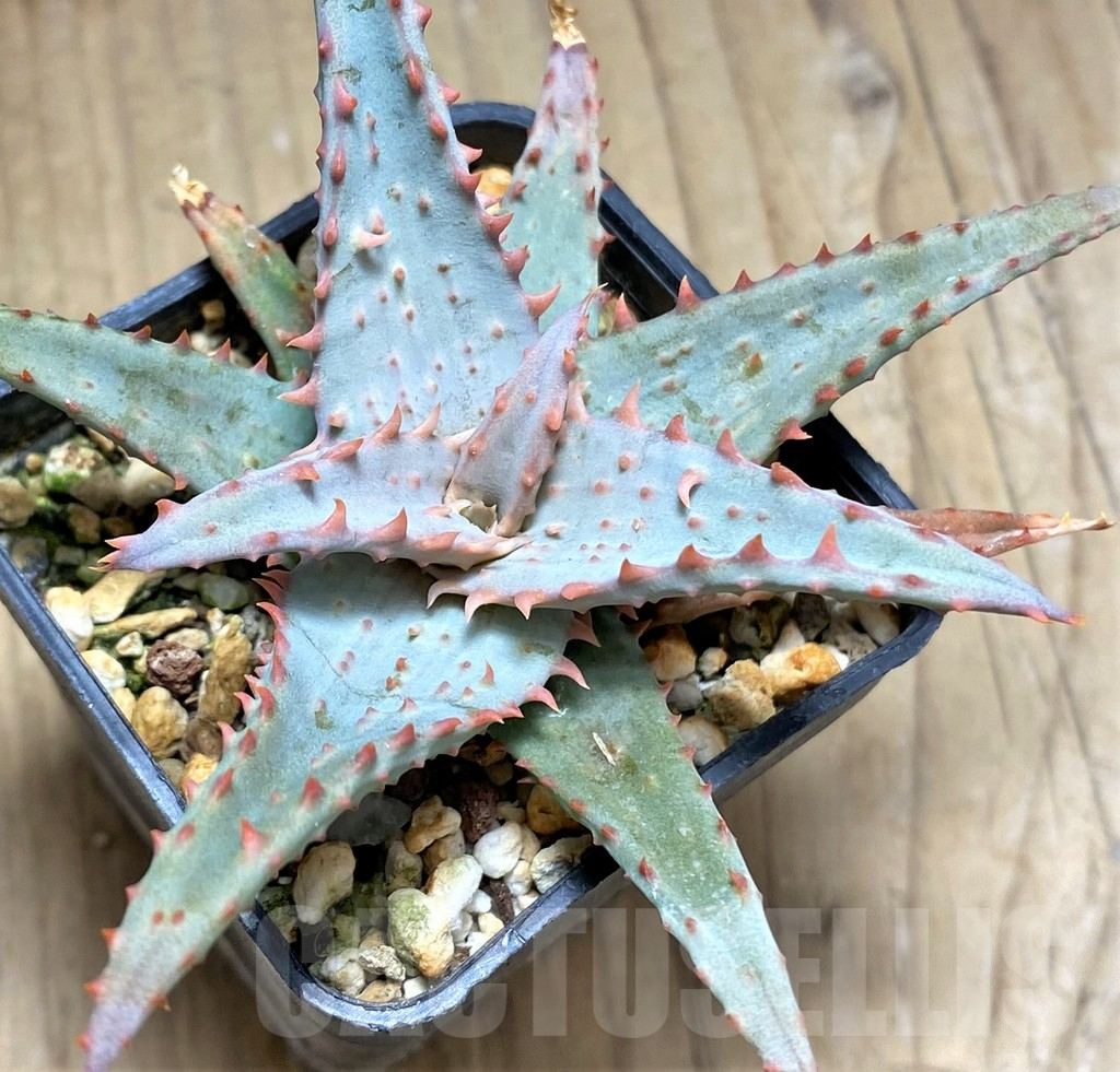 SHPR29826 Aloe TCT hybrid - Obrázek 2