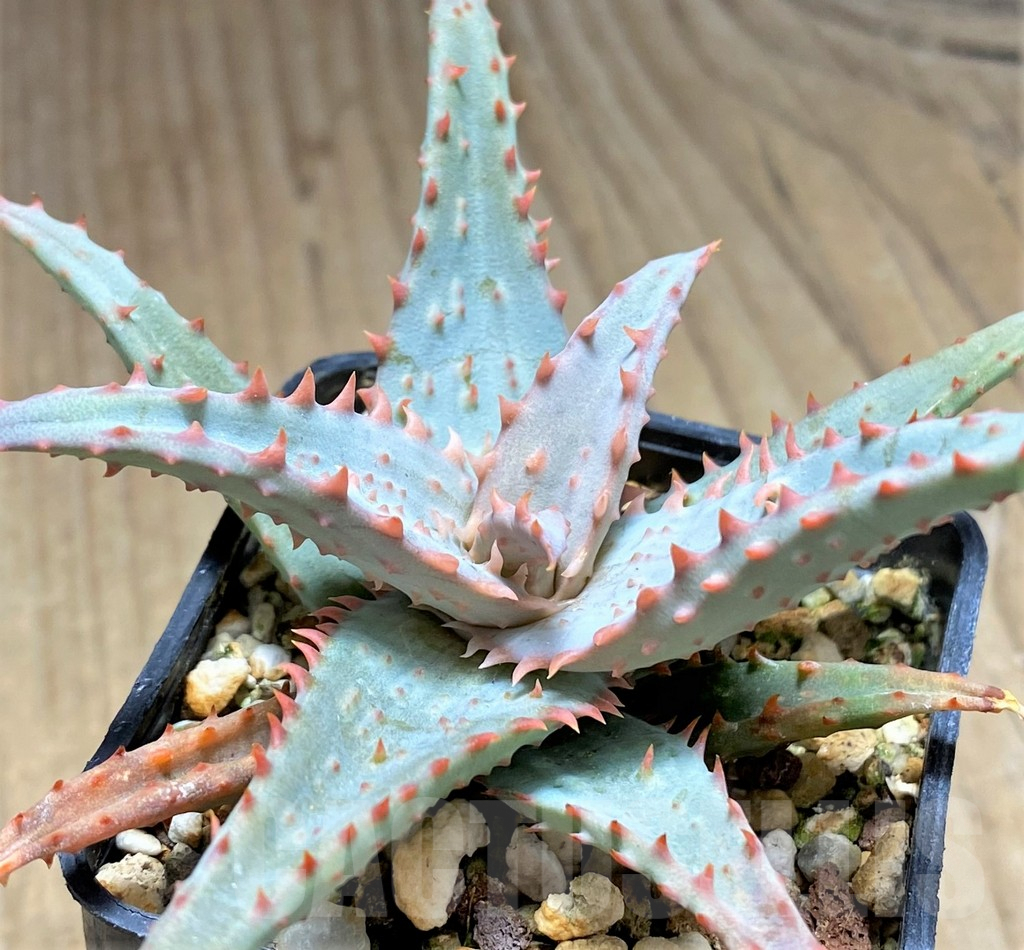 SHPR29826 Aloe TCT hybrid