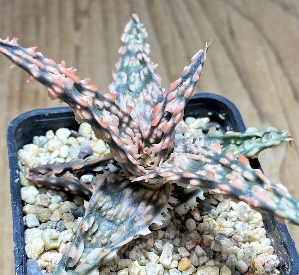 SHPR29828 Aloe TCT hybrid