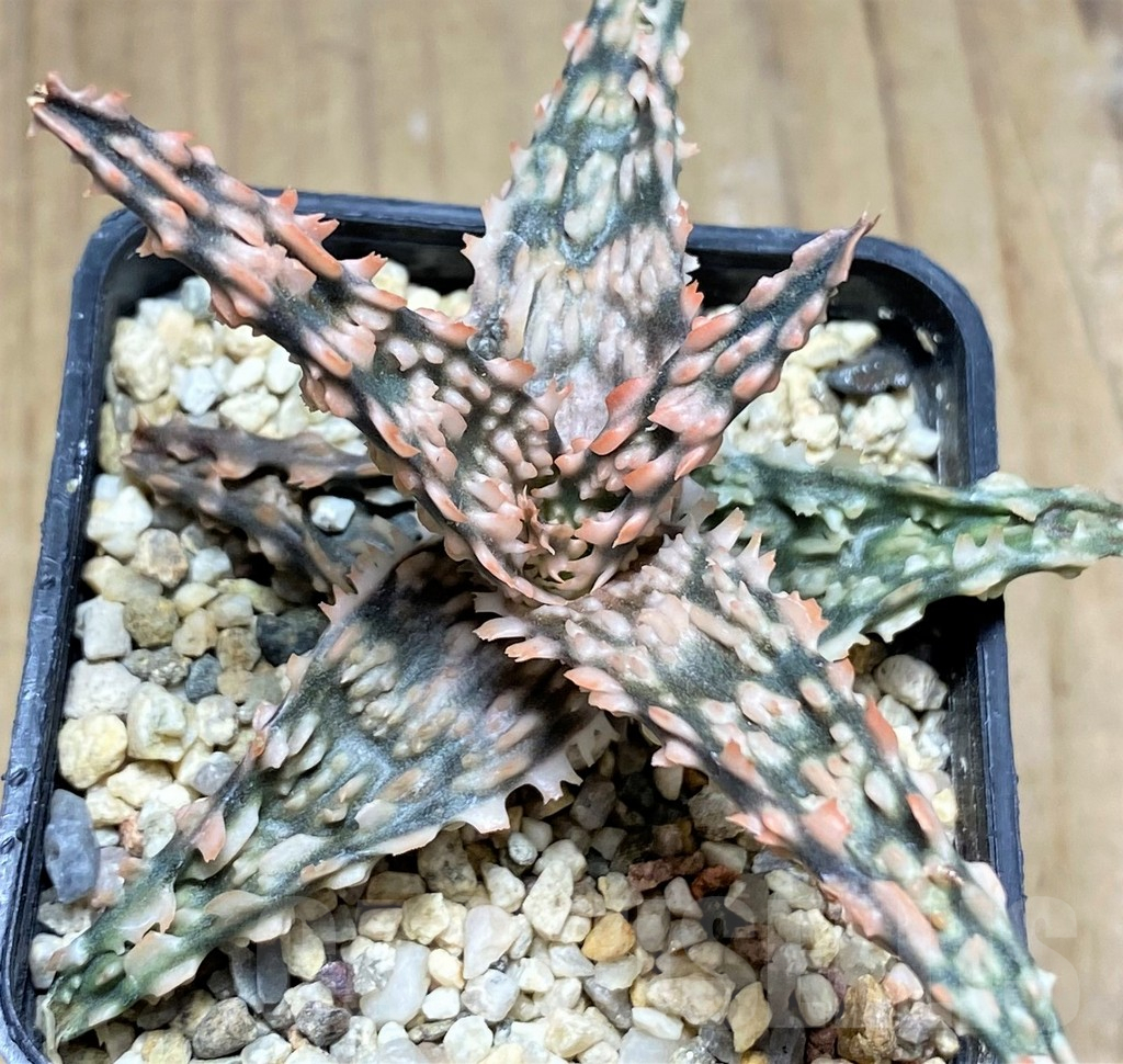 SHPR29828 Aloe TCT hybrid - Obrázek 2