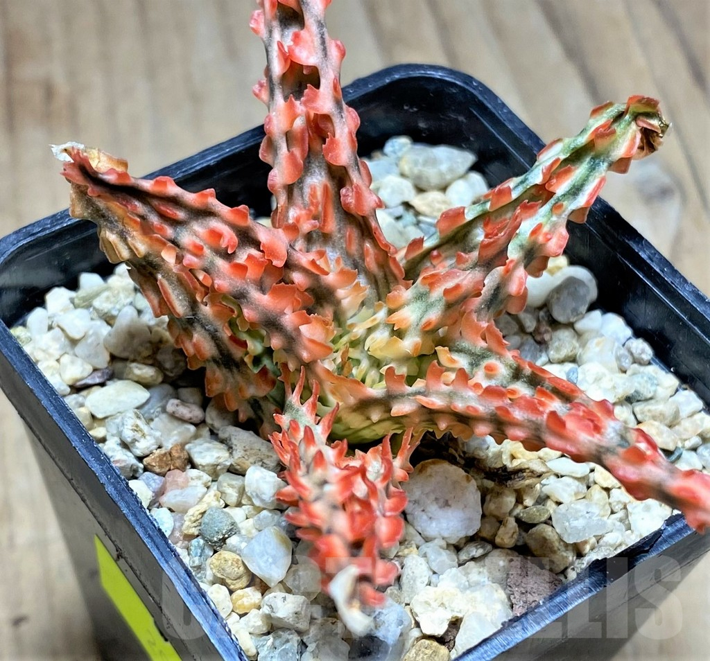 SHPR29829 Aloe TCT hybrid