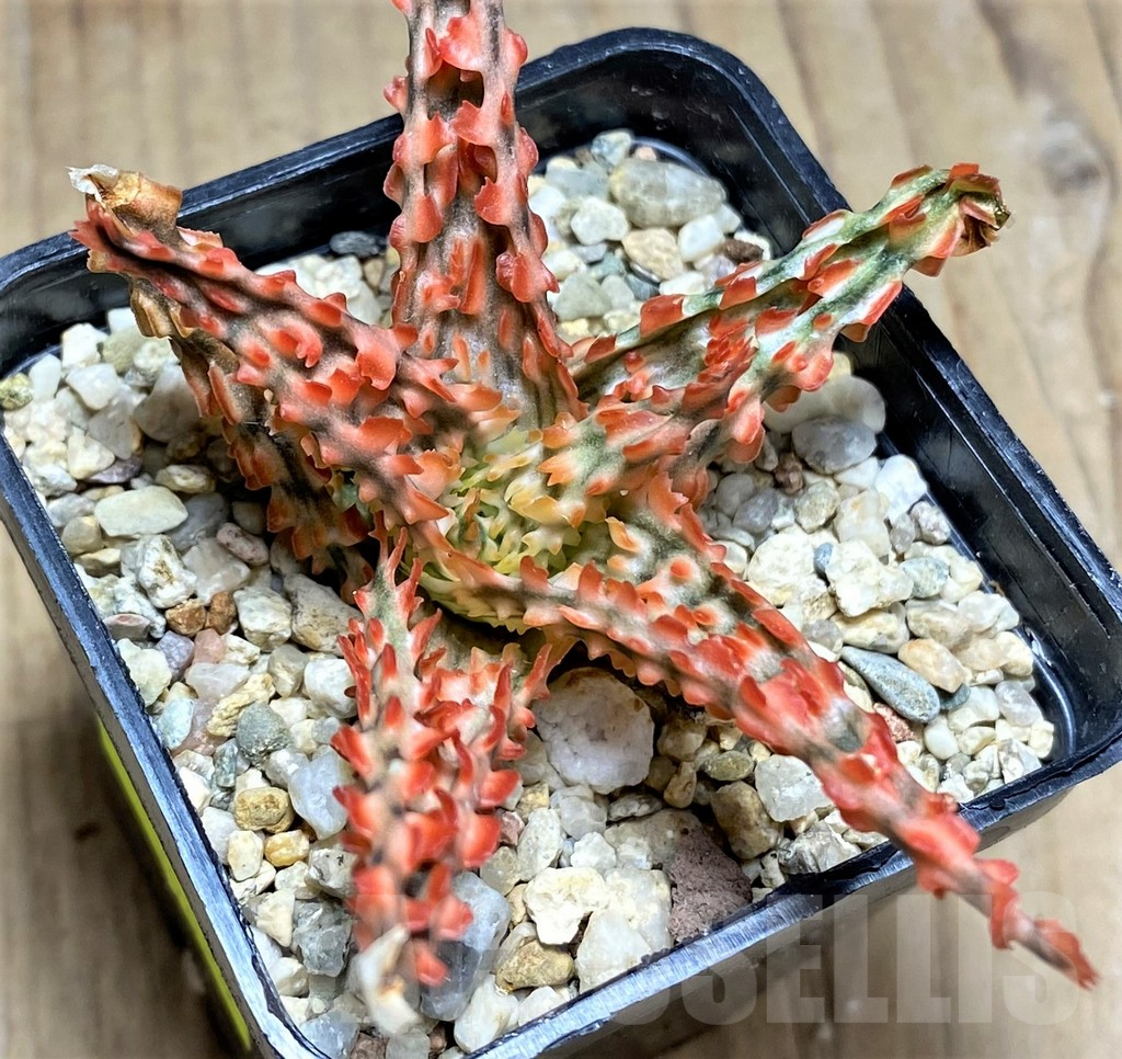 SHPR29829 Aloe TCT hybrid - Image 2