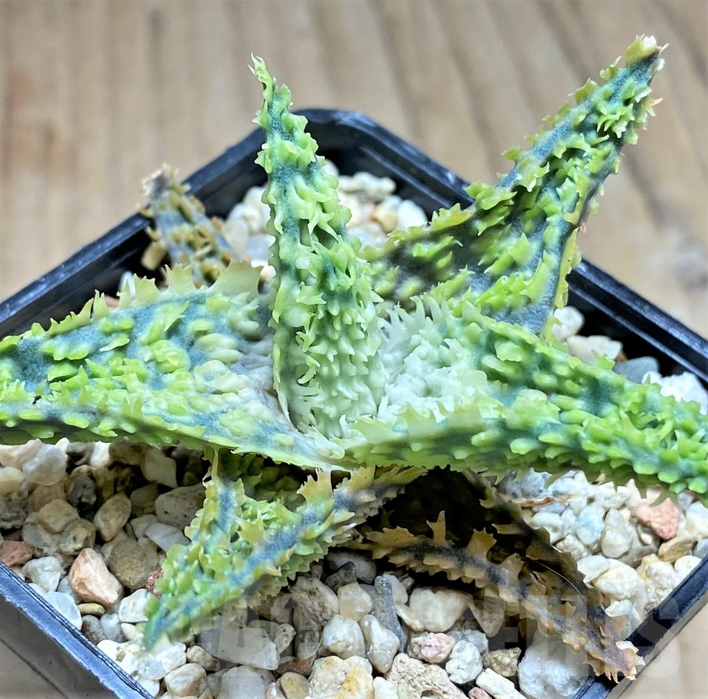 SHPR29831 Aloe TCT hybrid