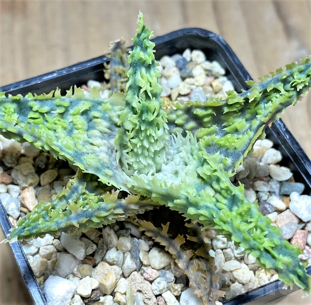 SHPR29831 Aloe TCT hybrid - Image 2