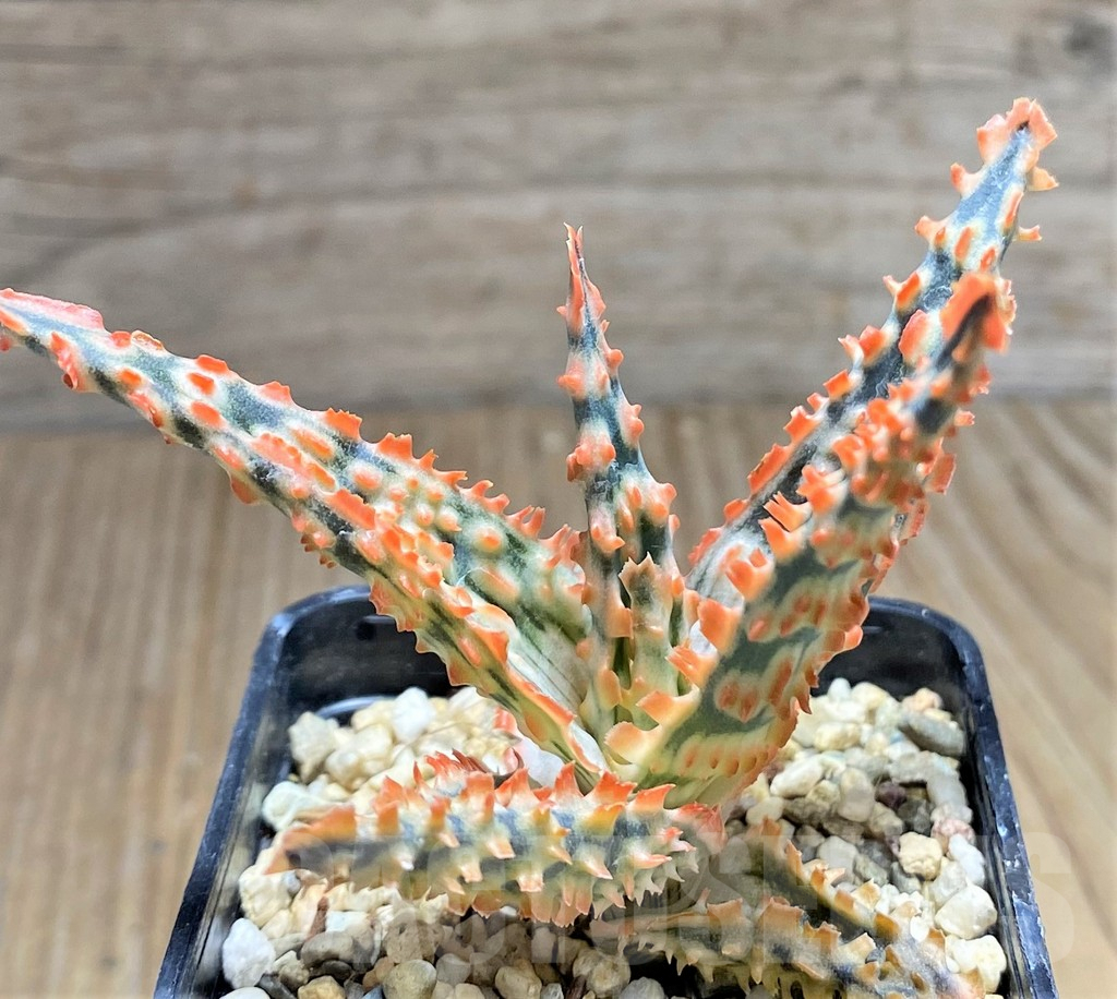 SHPR29832 Aloe TCT hybrid - Image 2