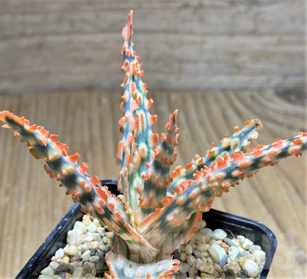 SHPR29832 Aloe TCT hybrid - Image 3