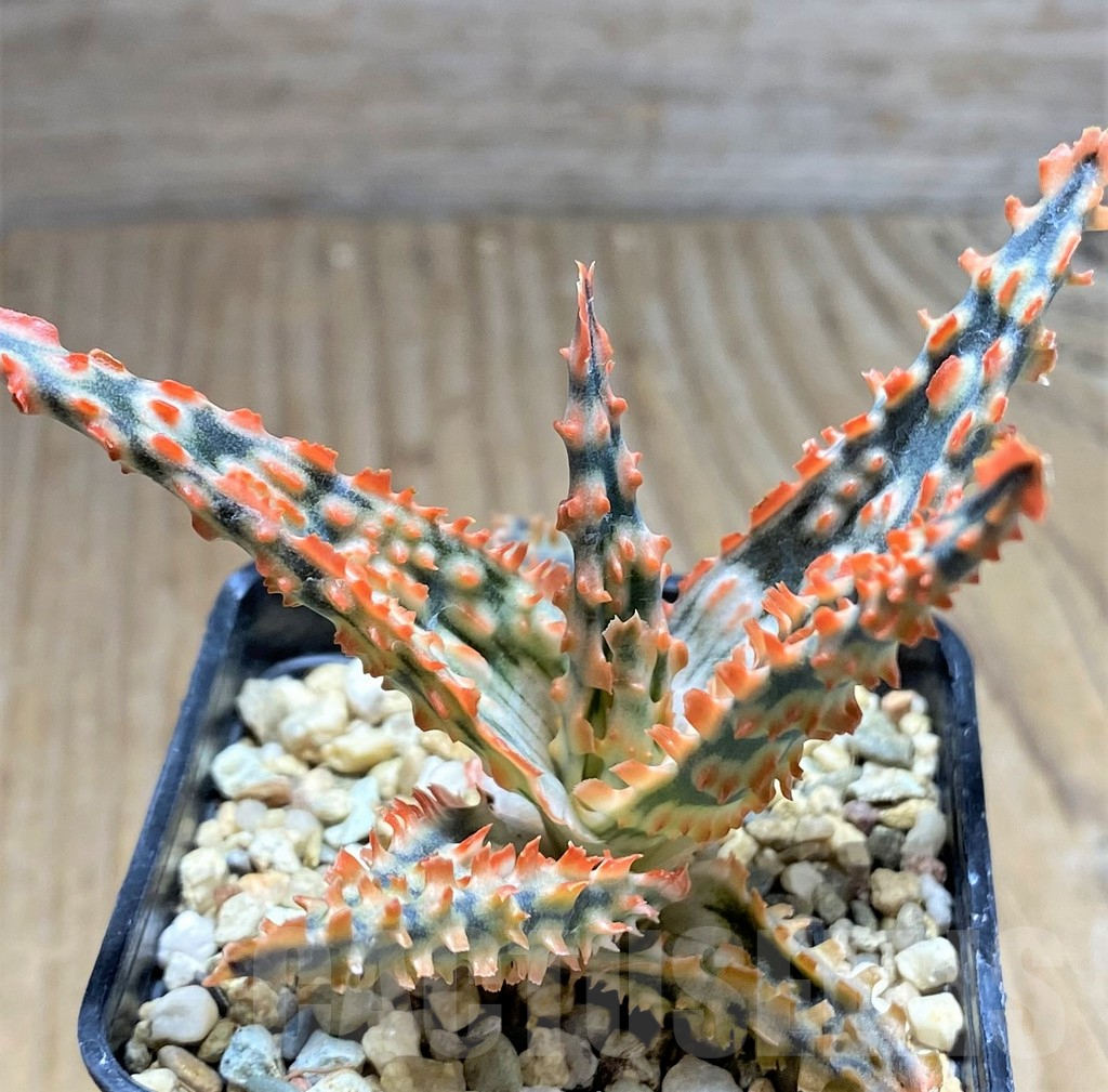 SHPR29832 Aloe TCT hybrid