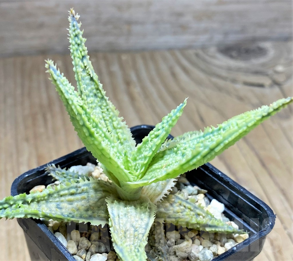 SHPR29833 Aloe TCT hybrid