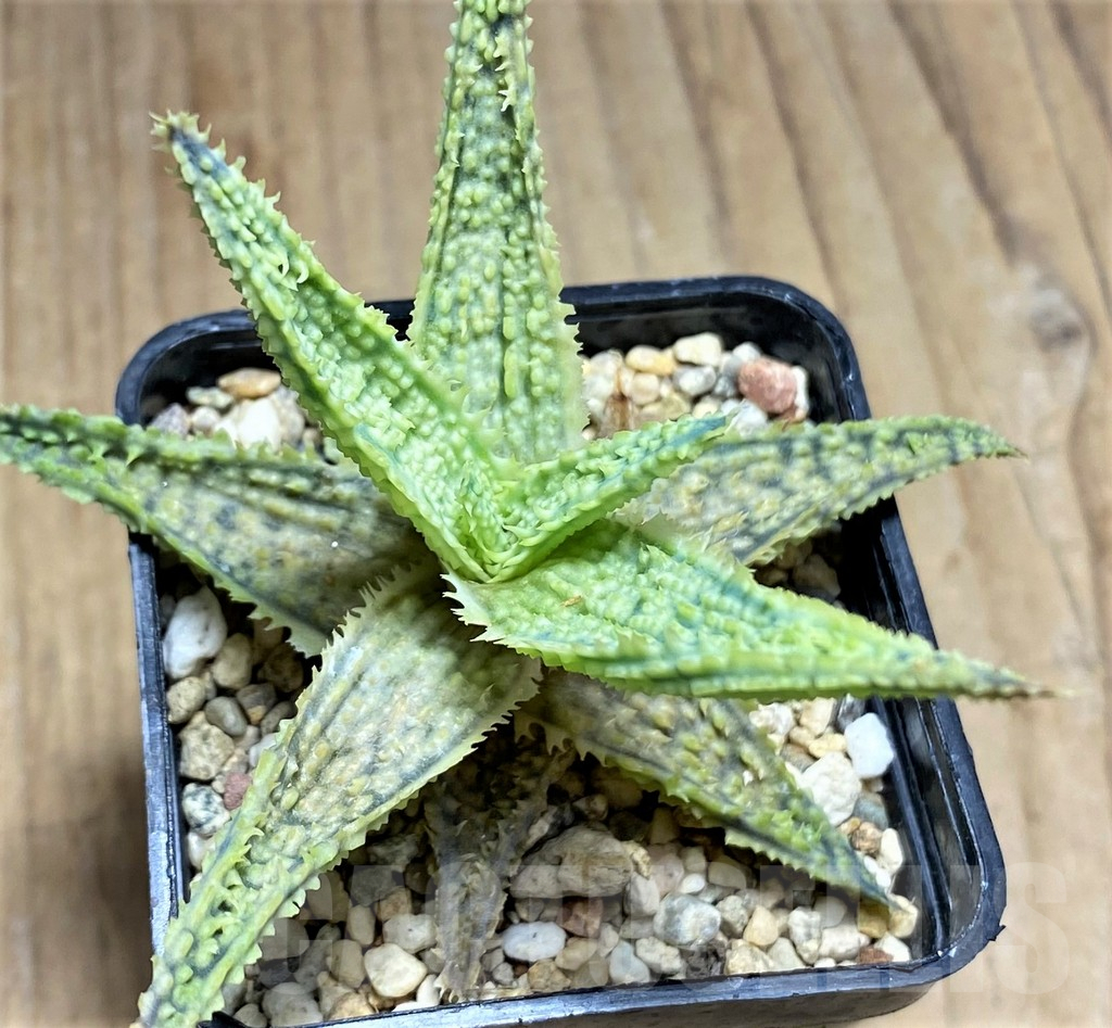 SHPR29833 Aloe TCT hybrid - Image 2