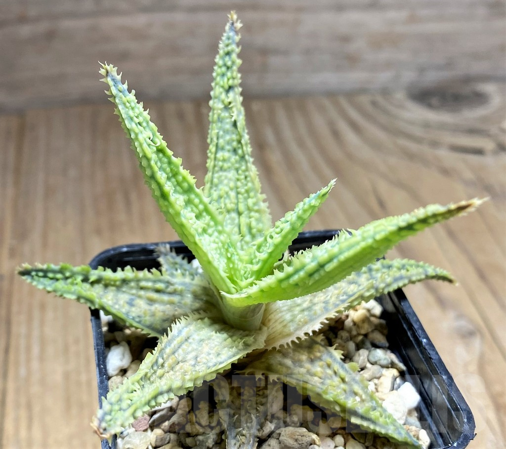 SHPR29833 Aloe TCT hybrid - Image 3