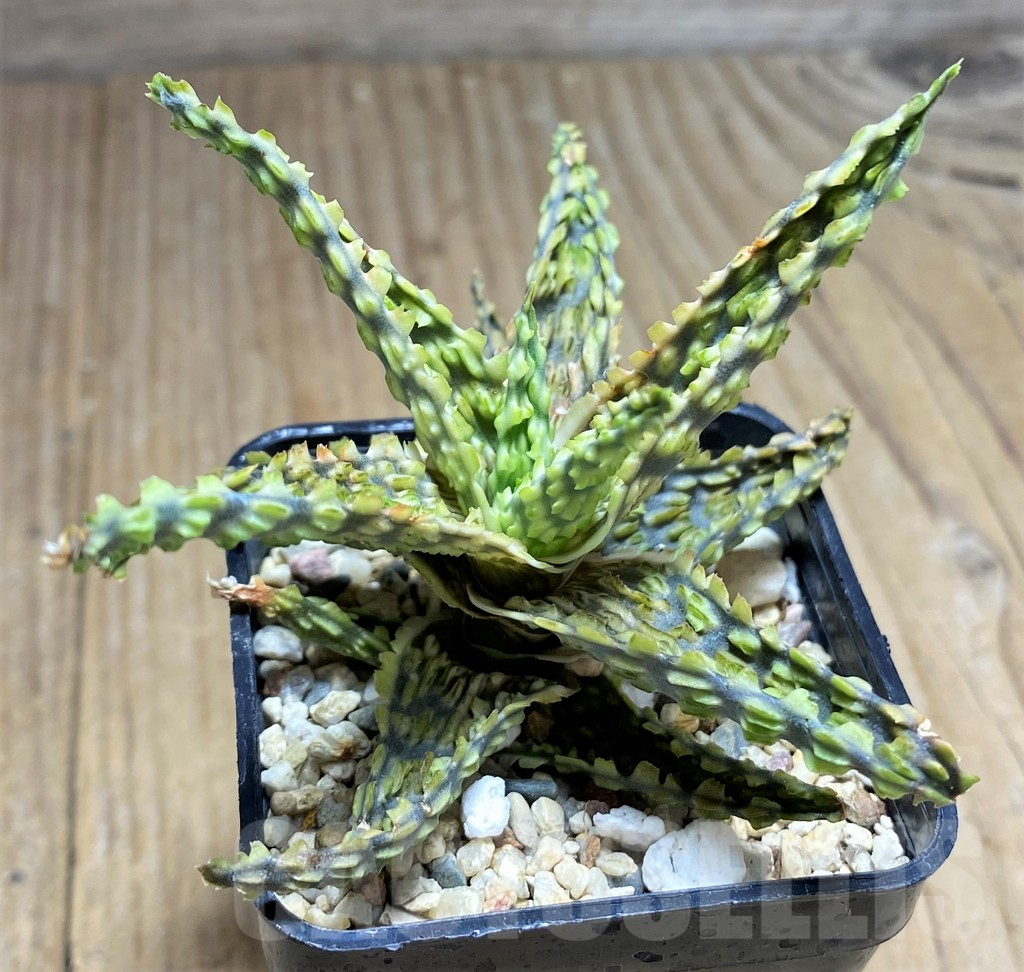 SHPR29834 Aloe hybrid