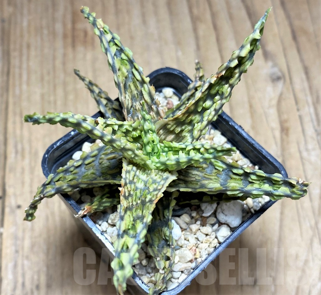 SHPR29834 Aloe hybrid - Imagen 2